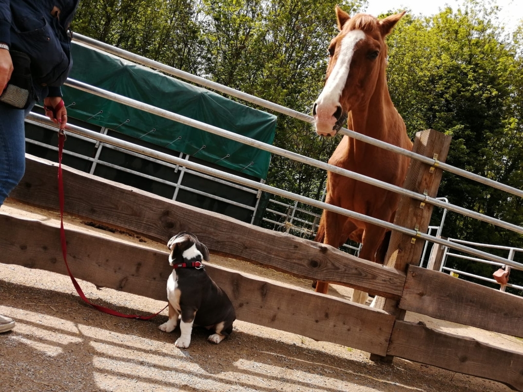 Sehr großer Hund